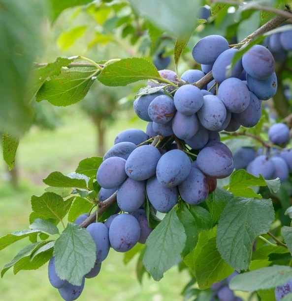 Cacaks Fruchtbare Prunus Domestica `Cacaks Fruchtbare´ 1 Cacaks Fruchtbare Prunus Domestica `Cacaks Fruchtbare´