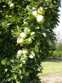 Zwergapfel `Cactus´ Malus Domestica `Cactus´ -Grüne Vielfalt Cactus 1