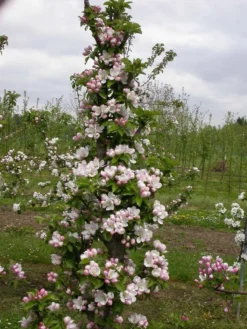 Zwergapfel `Cactus´ Malus Domestica `Cactus´ -Grüne Vielfalt Cactus2