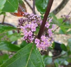 Schönfrucht, Liebesperlenstrauch Callicarpa Bodinieri `Profusion´ -Grüne Vielfalt Callicarpa Sch nfrucht Bl te