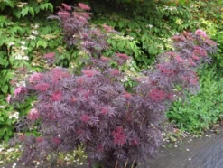 Holunder `Cherry Lace´ Sambucus Nigra `Cherry Lace´ -Grüne Vielfalt Cherry LAce3