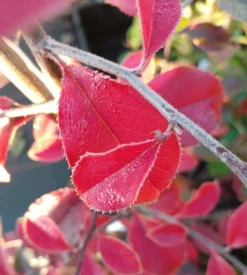 Chinesische Quitte / Holzquitte Pseudocydonia Sinensis -Grüne Vielfalt Chinesische Quitte Holzquitte Pseudocydonia
