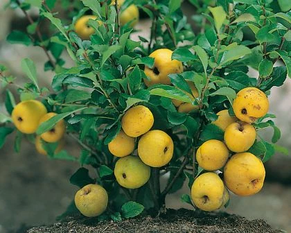 Nordische Zitrone, Zierquitte `Cido´ Chaenomeles Japonica `Cido´ 1 Nordische Zitrone, Zierquitte `Cido´ Chaenomeles Japonica `Cido´