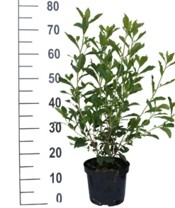 Zimterle - Clethra Clethra Alnifolia -Grüne Vielfalt Clethra Ruby Spice