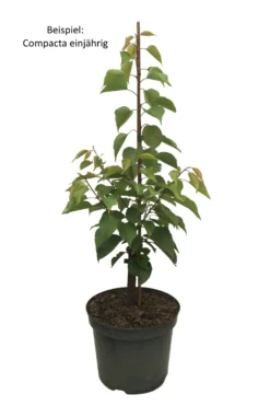 Kompakt Wachsende Aprikose `CompactaⓇ´ Prunus Armeniaca `Compacta´ 7 Kompakt Wachsende Aprikose `CompactaⓇ´ Prunus Armeniaca `Compacta´ -Grüne Vielfalt Compacta weiss Text scaled