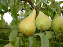 Condo Pyrus Communis `Condo´ -Grüne Vielfalt Condo 3