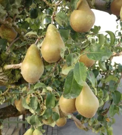 Conference Pyrus Communis `Conference 6 Conference Pyrus Communis `Conference -Grüne Vielfalt Conference Birne