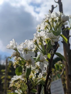 Conference Pyrus Communis `Conference 7 Conference Pyrus Communis `Conference -Grüne Vielfalt Conference Bl te scaled