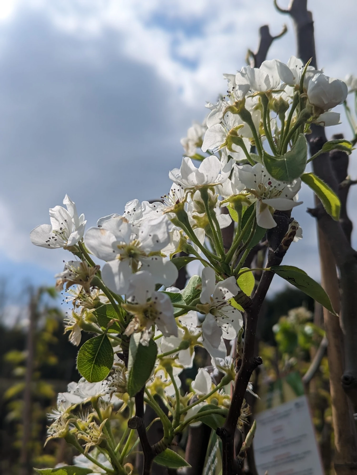 Conference Pyrus Communis `Conference 4 Conference Pyrus Communis `Conference – Bild 4