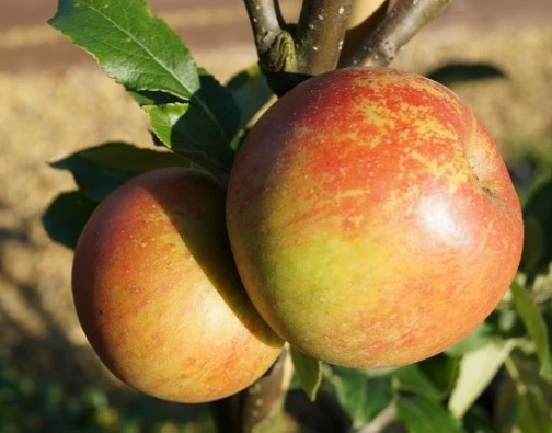 Cox Orangenrenette Malus Domestica 1 Cox Orangenrenette Malus Domestica