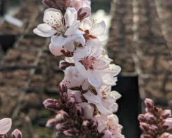 Zwergpfirsich `Crimson Bonfire´ Prunus Persica `Crimson Bonfire´ -Grüne Vielfalt Crimson Bonfire