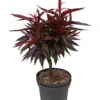 Zwergpfirsich `Crimson Bonfire´ Prunus Persica `Crimson Bonfire´