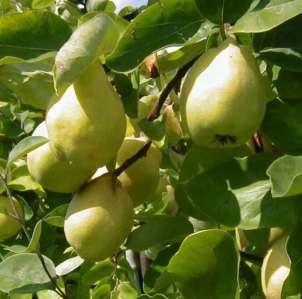 Cydora Robusta Cydonia Oblonga `Cydora Robusta´ 1 Cydora Robusta Cydonia Oblonga `Cydora Robusta´