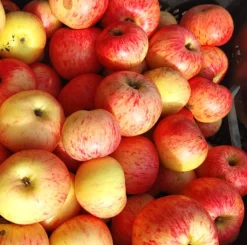 Dülmener Rosenapfel Malus Domestica