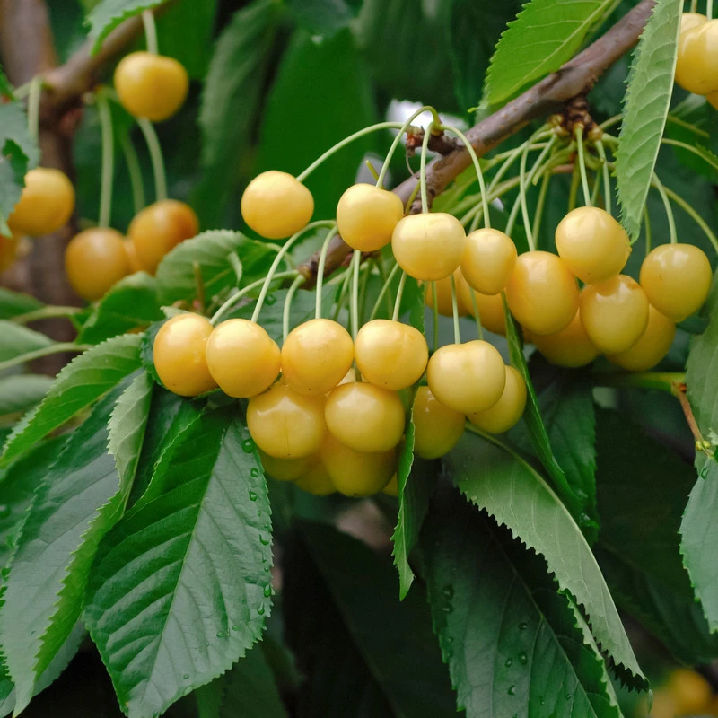 Dönissen´s Gelbe Knorpelkirsche Prunus Avium `Dönissen´s Gelbe Knorpelkirsche´ 1 Dönissen´s Gelbe Knorpelkirsche Prunus Avium `Dönissen´s Gelbe Knorpelkirsche´