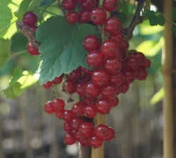 Rolan Ribes Rubrum `Rolan´ 7 Rolan Ribes Rubrum `Rolan´ -Grüne Vielfalt DSC01666