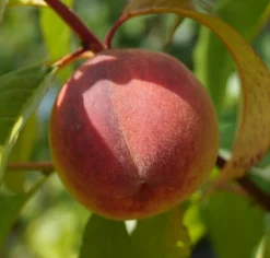 Pfirsich Red Haven Prunus Persica `Red Haven´ 13 Pfirsich Red Haven Prunus Persica `Red Haven´ -Grüne Vielfalt DSC01689