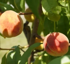 Pfirsich Red Haven Prunus Persica `Red Haven´ 12 Pfirsich Red Haven Prunus Persica `Red Haven´ -Grüne Vielfalt DSC01694