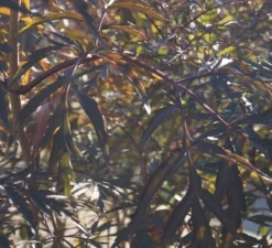 Holunder Black Lace ® Sambucus Nigra `Black Lace´ -Grüne Vielfalt DSC01980