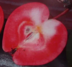 Neu eingetroffen 1 Rote Wolke - Rotfleischiger Apfel Malus Domestica `Rote Wolke´