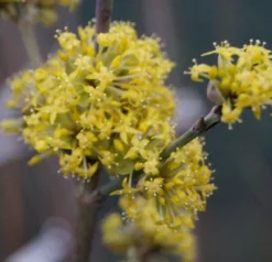 Großfrüchtige Kornelkirsche `Schönbrunner Gourmet Dirndl´ Cornus Mas `Schönbrunner Gourmetdirndl´ -Grüne Vielfalt DSC02022