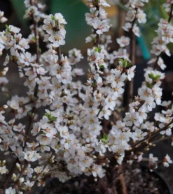 Nankingkirsche `Orient´ Prunus Tomentosa Orient -Grüne Vielfalt DSC02034