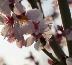 Dürkheimer Krachmandel Prunus Dulcis `Dürkheimer Krachmandel´ -Grüne Vielfalt DSC02038