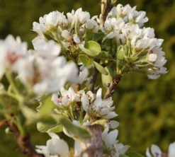 Säulenbirne `Condo´ Pyrus Communis `Condo´ 6 Säulenbirne `Condo´ Pyrus Communis `Condo´ -Grüne Vielfalt DSC02068