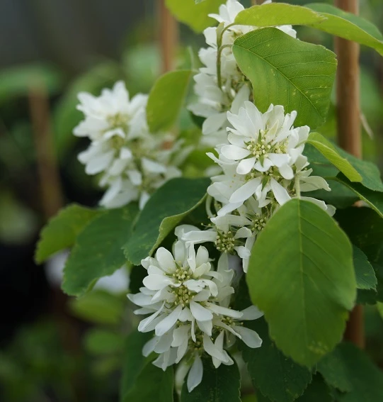 Saskatoon Berry Amelanchier Alnifolia `Saskatoon Berry´ 4 Saskatoon Berry Amelanchier Alnifolia `Saskatoon Berry´ – Bild 4