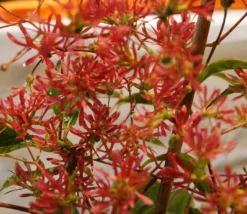 Sieben-Söhne-des-Himmels-Strauch Heptacodium Miconioides -Grüne Vielfalt DSC02842