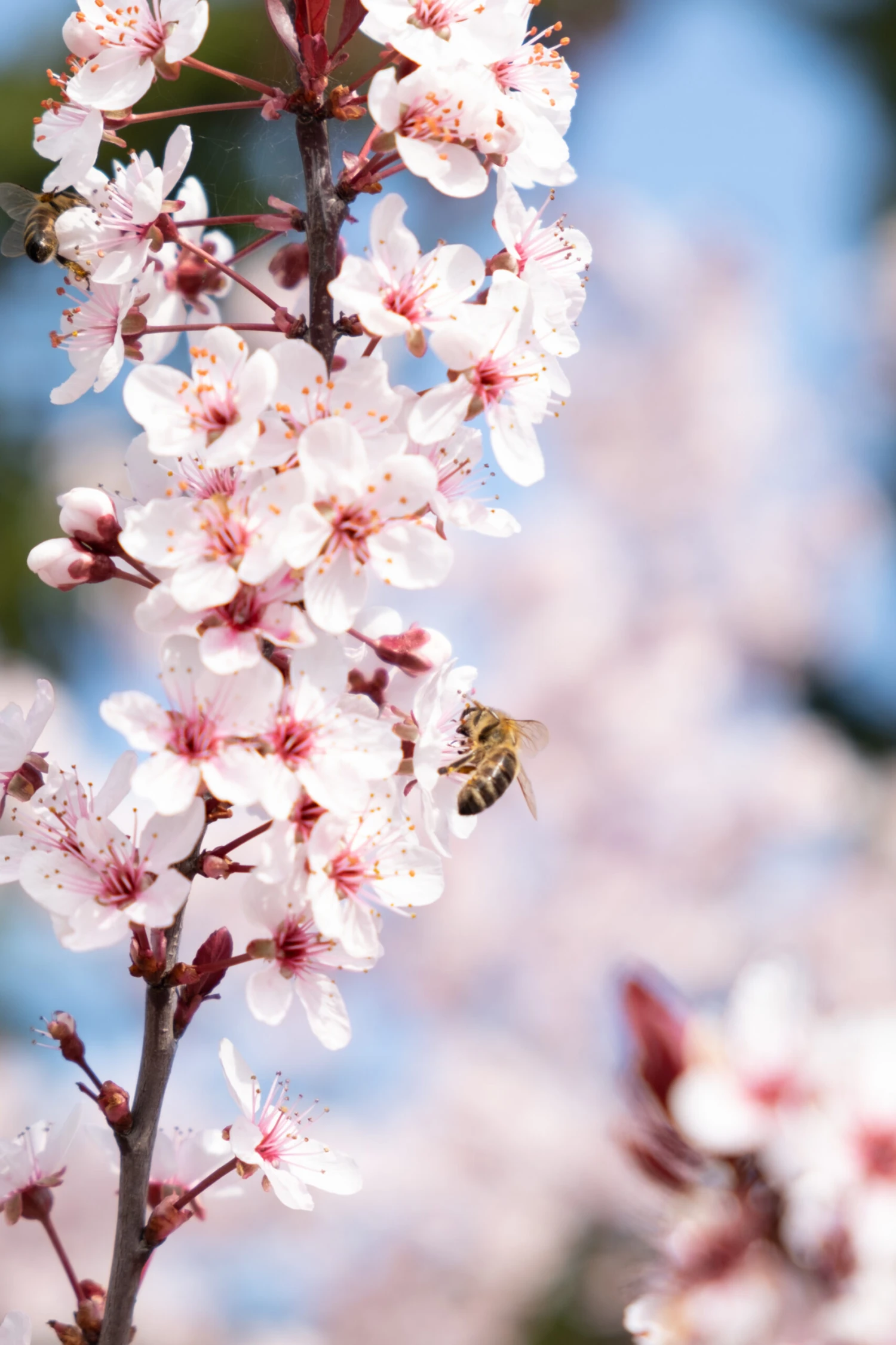 Zwergblutpflaume Prunus Cistena 2 Zwergblutpflaume Prunus Cistena – Bild 2