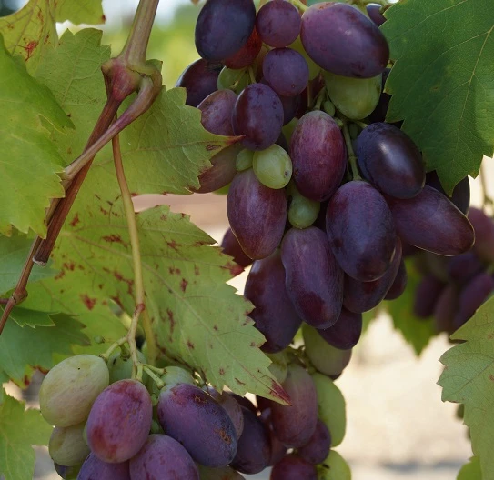 Weinrebe `Souvenir´ Vitis `Souvenir 2 Weinrebe `Souvenir´ Vitis `Souvenir – Bild 2