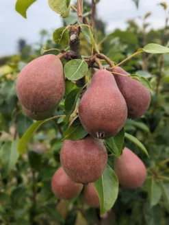 Säulenbirne `Decora´ Pyrus Communis `Decora´ 8 Säulenbirne `Decora´ Pyrus Communis `Decora´ -Grüne Vielfalt Decora 5