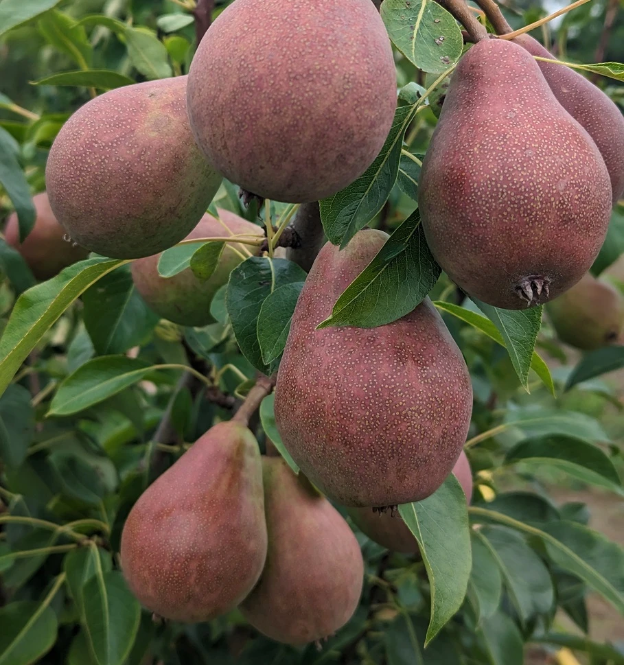 Säulenbirne `Decora´ Pyrus Communis `Decora´ 1 Säulenbirne `Decora´ Pyrus Communis `Decora´