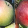 Duo-Apfelbaum `James Grieve´ & `Finkenwerder Prinz´ Malus Domestica