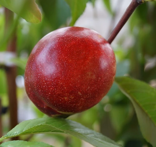 Nektarine `Flavortop´ Prunus Nucipersica `Flavortop´ 1 Nektarine `Flavortop´ Prunus Nucipersica `Flavortop´