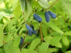 Sibirische Blaubeere `Eisbär´ Lonicera Kamtschatica `Eisbär´