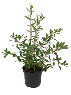 Sibirische Blaubeere `Eisbär´ Lonicera Kamtschatica `Eisbär´ -Grüne Vielfalt Eisb r weiss scaled