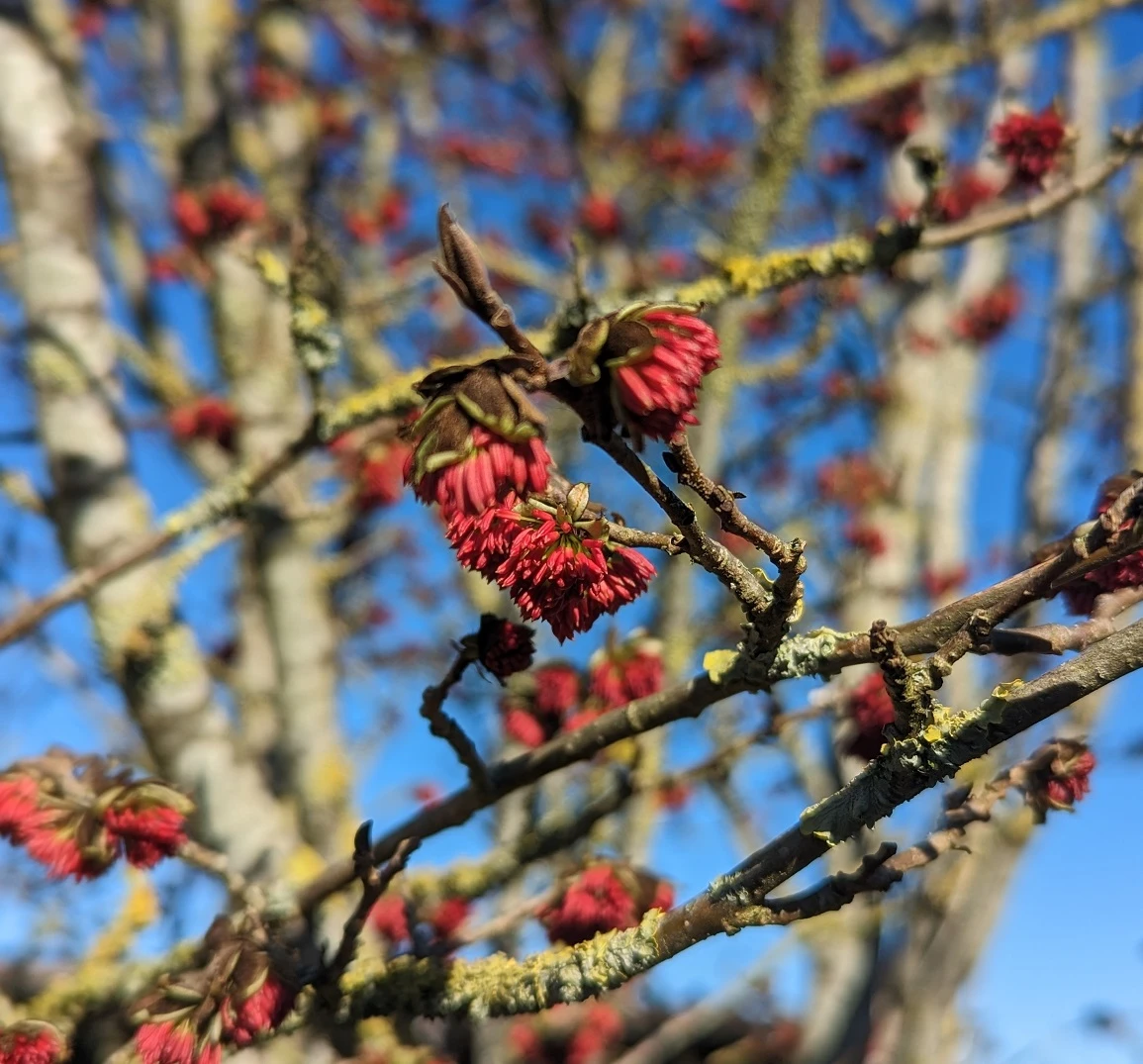 Eisenholzbaum Parrotia Persica 1 Eisenholzbaum Parrotia Persica