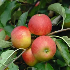 Elstar ® Malus Domestica -Grüne Vielfalt Elstar