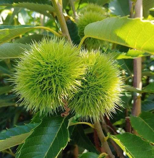 Duo-Esskastanie, Belle Epine & Bouche De Betizac Castanea Sativa 2 Duo-Esskastanie, Belle Epine & Bouche De Betizac Castanea Sativa – Bild 2