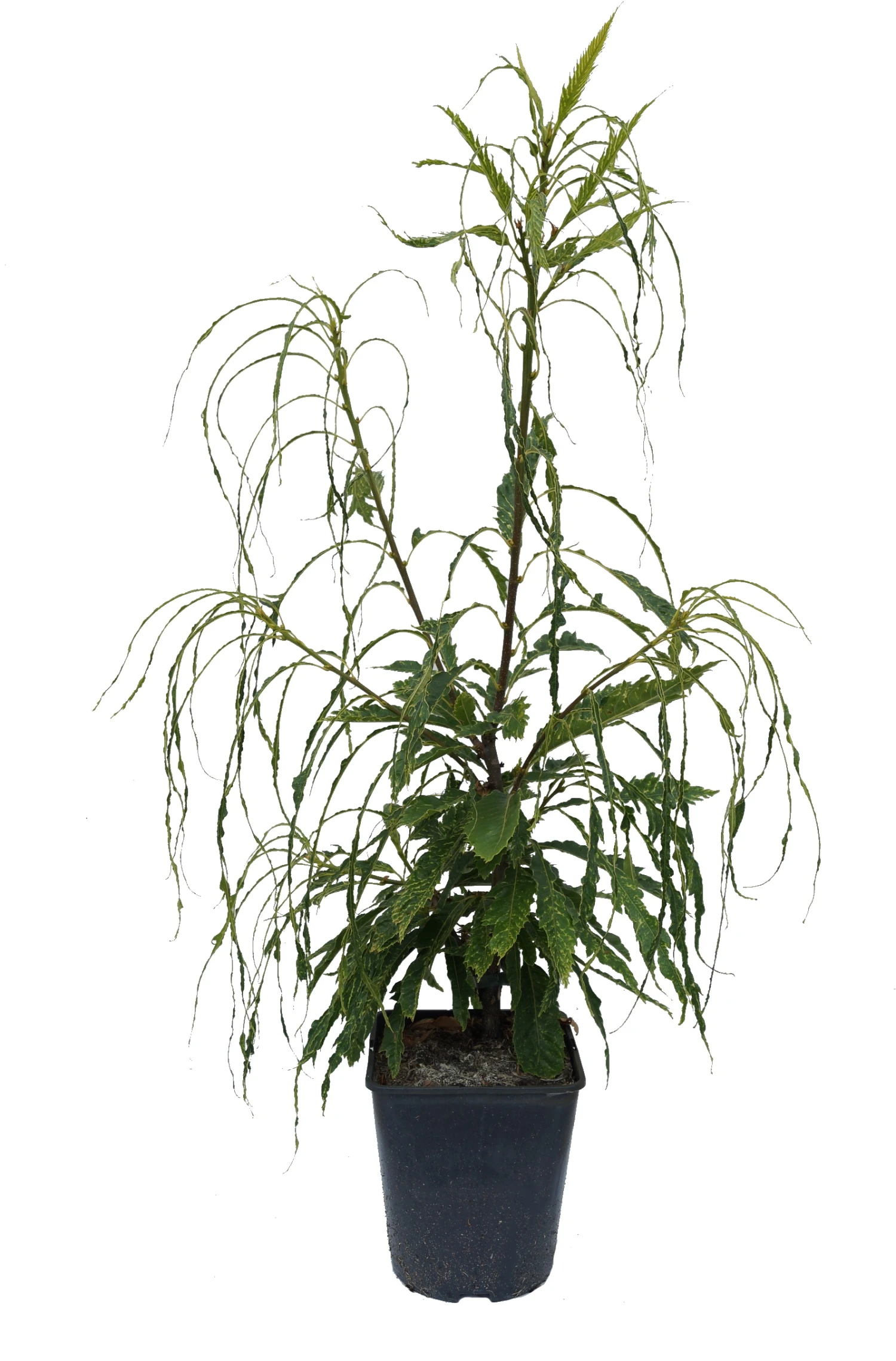 Esskastanie `Asplenifolia´ Castanea Sativa `Asplenifolia´ 1 Esskastanie `Asplenifolia´ Castanea Sativa `Asplenifolia´