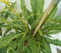 Esskastanie `Asplenifolia´ Castanea Sativa `Asplenifolia´ 5 Esskastanie `Asplenifolia´ Castanea Sativa `Asplenifolia´ -Grüne Vielfalt Esskastanie Asplenifolia1