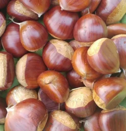 Duo-Esskastanie, Belle Epine & Bouche De Betizac Castanea Sativa 5 Duo-Esskastanie, Belle Epine & Bouche De Betizac Castanea Sativa -Grüne Vielfalt Esskastanie Belle EpineGmNJQelgJyOMr