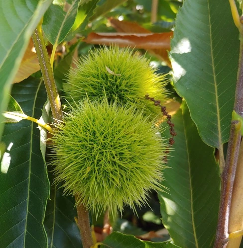 Duo-Esskastanie, Belle Epine & Bouche De Betizac Castanea Sativa 1 Duo-Esskastanie, Belle Epine & Bouche De Betizac Castanea Sativa