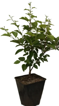 Zierapfel `Evereste´ Malus -Grüne Vielfalt Evereste