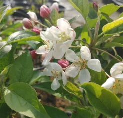 Zierapfel `Evereste´ Malus -Grüne Vielfalt Evereste1