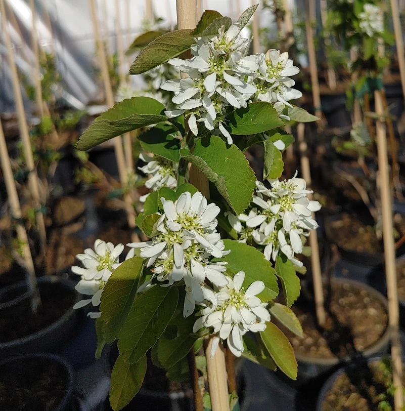 Aufrecht Wachsende Felsenbirne `Obelisk´ Amelanchier Alnifolia `Obelisk´ 1 Aufrecht Wachsende Felsenbirne `Obelisk´ Amelanchier Alnifolia `Obelisk´