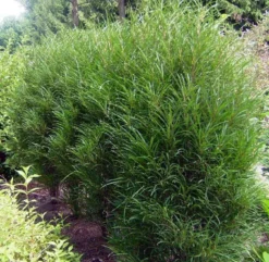 Farnblättriger Säulen-Faulbaum `Fine Line´ Rhamnus Frangula `Fine Line´ 10 Farnblättriger Säulen-Faulbaum `Fine Line´ Rhamnus Frangula `Fine Line´ -Grüne Vielfalt Fine LIne Kordes Jungpflanzen