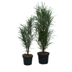 Farnblättriger Säulen-Faulbaum `Fine Line´ Rhamnus Frangula `Fine Line´ 8 Farnblättriger Säulen-Faulbaum `Fine Line´ Rhamnus Frangula `Fine Line´ -Grüne Vielfalt Fine Line Faulbaum 2